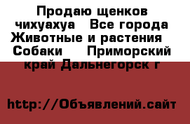 Продаю щенков чихуахуа - Все города Животные и растения » Собаки   . Приморский край,Дальнегорск г.